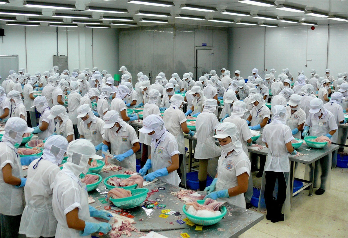 Chế biến cá tra